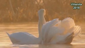 ❤️Григорий Филь - Ты Дана Мне Богом ❤️Новинка - 2018