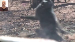 صيد قردة البابون ?بإستخدام القوس والسهم. Baboon Monkey hunting using arrow and bow| बंदर का शिकार