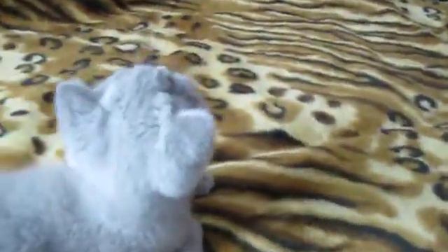 MVI 4970 смотреть онлайн