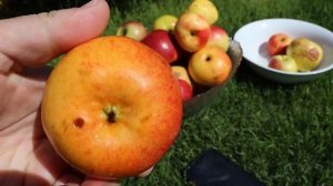 Обзор зимних сортов яблони май 2021. Белорусское сладкое, Алеся, Топаз  и др.