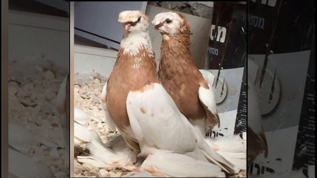 Голуби жёлтогрудые "Нават капканы" смотреть онлайн