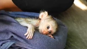 New ! So cute baby Poor newborn monkey, I met him in the middle of the forest alone, I gave him mil