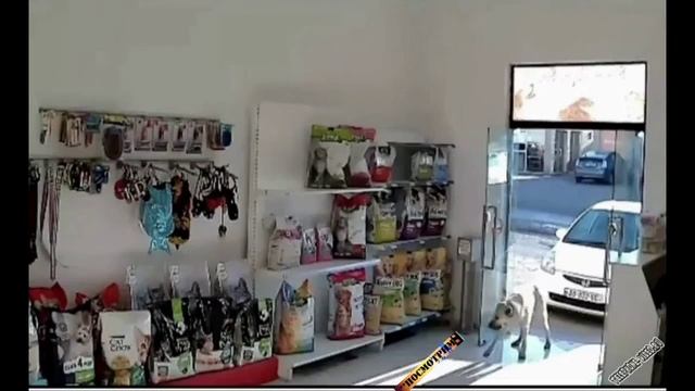 Животные смотреть онлайн