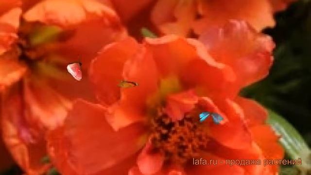 Портулак обыкновенный Оранж ? обыкновенный портулак Оранж обзор: как сажать, семена портулака Оранж смотреть онлайн