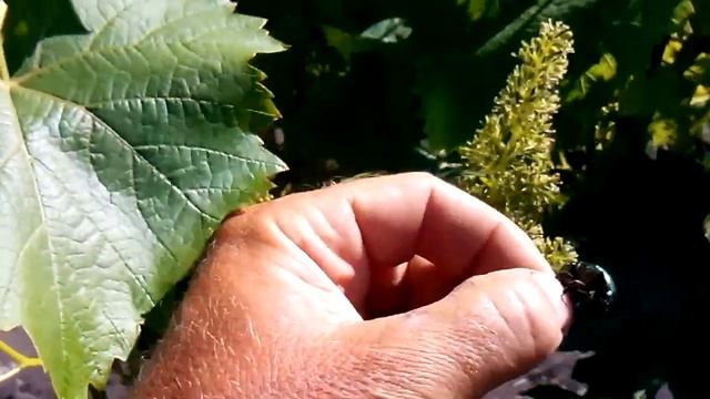 жук который портит соцветия винограда во время цветения смотреть онлайн