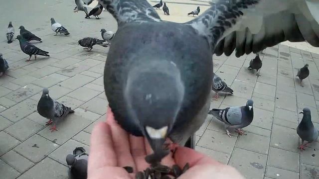 Кормление Голубей смотреть онлайн