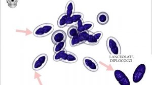 Streptococcus Pneumoniae Bacteria | Complete Overview