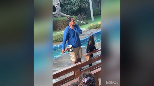 Зоопарк в Абу-Даби. Шоу морских котиков. смотреть онлайн