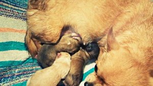 Новорожденные щенки чихуахуа