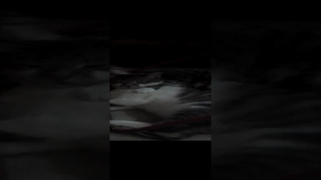 кошачьи ласки)
