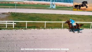 Бешеная скорость Лошадей; Самые быстрые Лошади в мире. .Голоса и звуки животных; Животные вокруг на