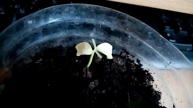 Цитрус  альбинос  Лимон,мандарин белого цвета