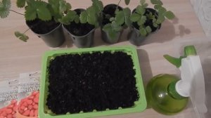 Садовая земляника из семян.Урожай в первый год посадки.