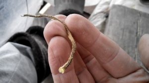 выживание!как добыть соль!!!!survival! how to extract salt