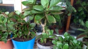 Комнатное растение каланхоэ Блоссфельда в домашних условиях