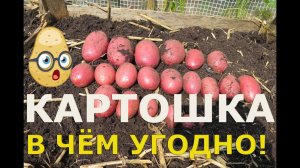 КАРТОШКА... В ЧЁМ УГОДНО! / The Potatoes in anything... / Огород в контейнерах