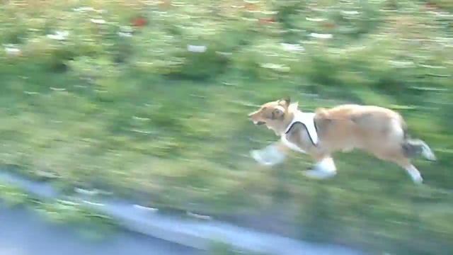 DSCN0104 прогулка с собаками на велосипеде смотреть онлайн