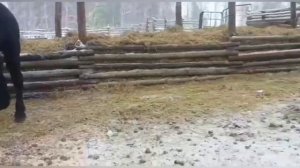 Жеребцы тяжеловозы Андрея Сундырина. город Пласт, Челябинская область