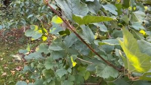 СЕКРЕТ ЛИСТЬЕВ КАЛИНЫ