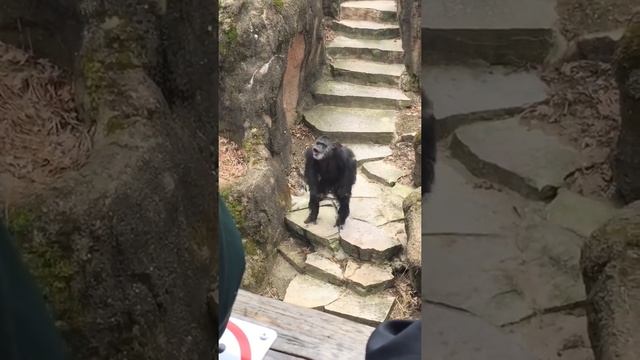 It Got Grandma!: Chimp at Zoo Throws Poo in Grandma's Face!