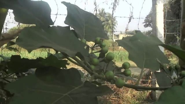 Solanum torvum. смотреть онлайн