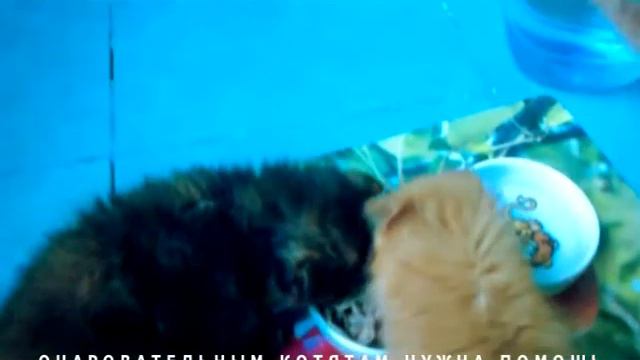 Пушистики (два рыжика и черепаха) в добрые руки смотреть онлайн