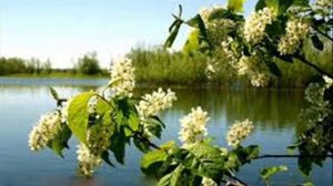 ВИА Поющие гитары У реки черемуха