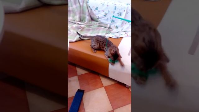 bengal benedict1 смотреть онлайн