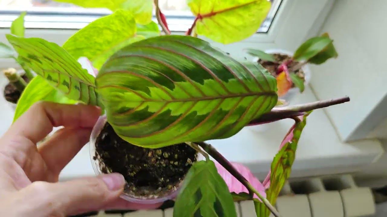 Обзор цветочной коллекции. Кухня. Часть 2.