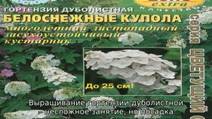 Гортензия дуболистная — описание сортов, посадка и уход