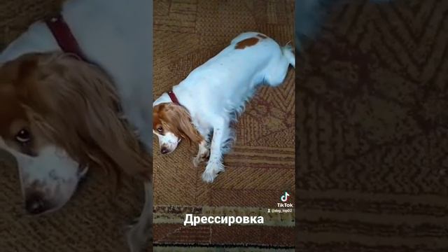 Собака замерла. Английский кокер-спаниель.