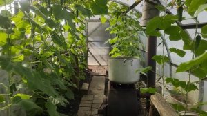 Как просто вырастить огурцы в октябре.