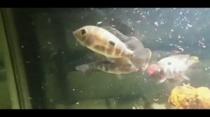 Кормление рыб мотылём Корм для рыбок