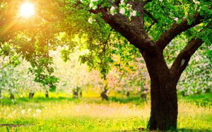 С Праздником!!! Мира и Добра! Навруз!!!