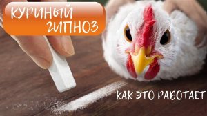 Что такое КУРИНЫЙ ГИПНОЗ и как это работает.