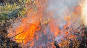 Чем лечить ржавчину на груше