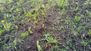 Борьба с сорняками при помощи гербицидов, как уничтожить сорняки на своем участке