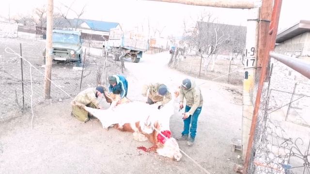 Весь процесс забоя . 2года 368кг мясом смотреть онлайн