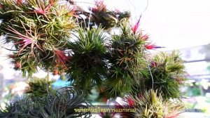 ทิลแลนเซีย(Tillandsia ionantha)ไม้อากาศ (air plant) ทนแล้ง เลี้ยงง่าย/Golf Garden tips