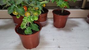 ТОМАТЫ БЕЗ ХЛОПОТ! Выращивай хоть где, комнатные томаты, выращенные на подоконнике