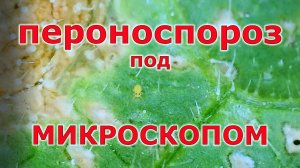 Новый опрыскиватель и огуречная болезнь