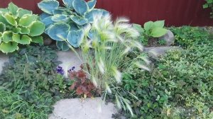 Декоративные злаки: Лисохвост луговой, Ячмень гривастый, Фалярис.