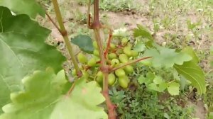 Сорта винограда Элегия, Цимус, Торнадо, Розовый коралл. 15 августа. Виноградник Щереденкова В. А.