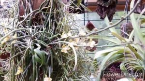 ОРХИДЕИ - цветение октября. Дендробиум, мильтония, масдеваллия, каттлея, хилошиста.