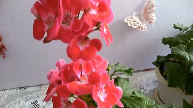 Пеларгонии, весеннее цветение пеларгоний серии тоскана, сарита. смотреть онлайн