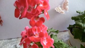 Пеларгонии, весеннее цветение пеларгоний серии тоскана, сарита.