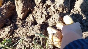 Начинаем копать картофель. Сорта Королева Анна, Инноватор, Сарпо мира. 30 августа 2023год.
