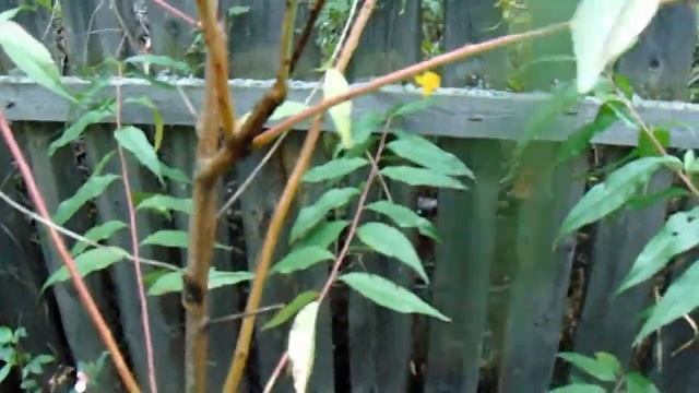 Самые морозостойкие сеянцы персиков в мире - сад В. Железова смотреть онлайн