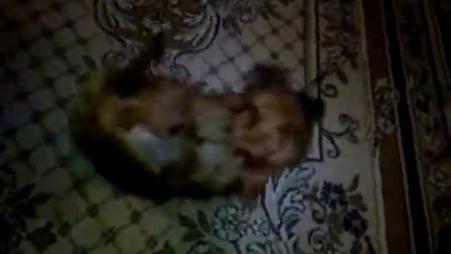 собака танцевака. Той - терьер смотреть онлайн