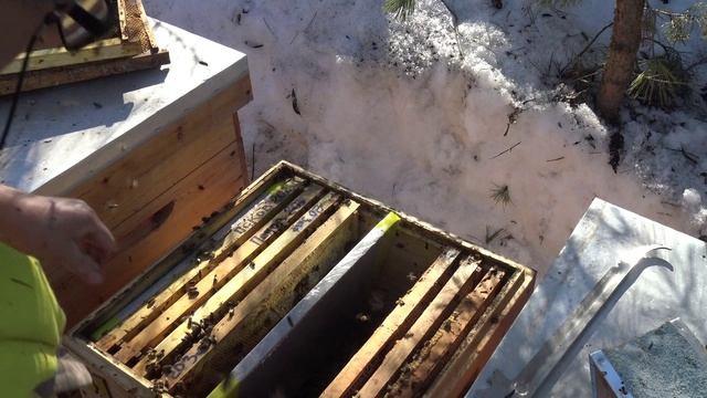 Весеннее формирование семей. Интересное из архива то что не показывал смотреть онлайн